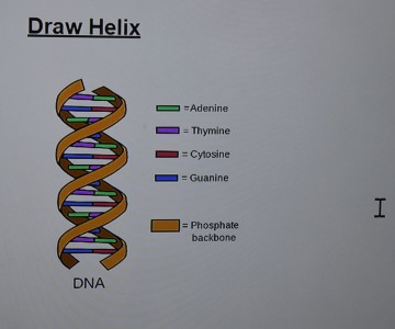 Grade 4 DNA Model Making
